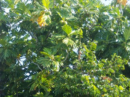 Breadfruit