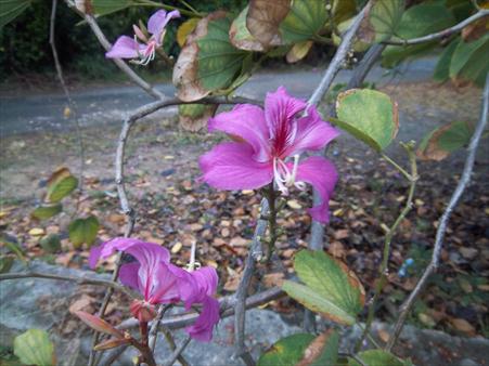 Po Mo Flower Poor Mans Orchid