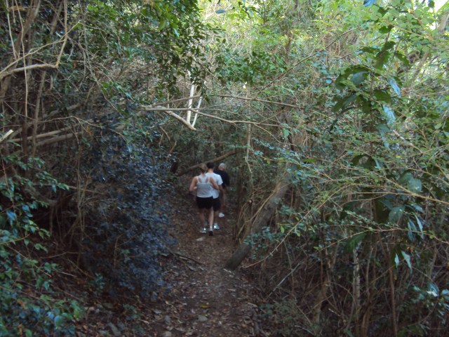Secondary Forest Canopy (2)