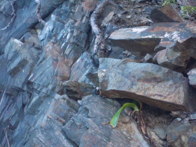 Spider lilly struggling building soil