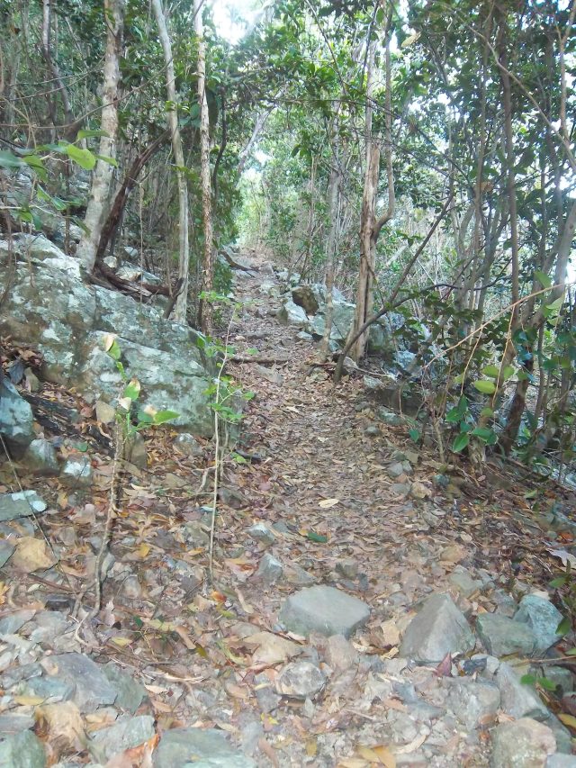 Wet leaves and tripping hazzards