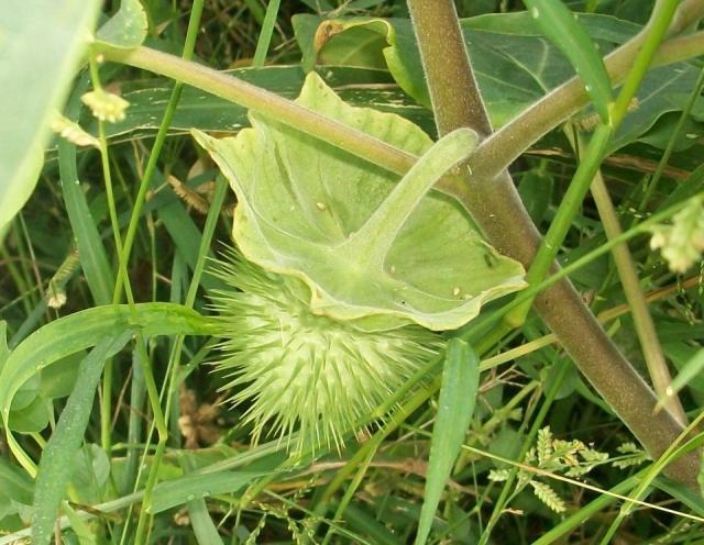 Datura inoxia fruit