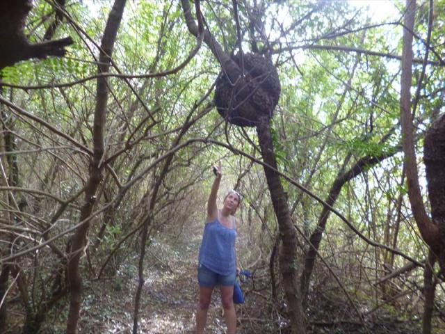 Discovering a Termite Nest